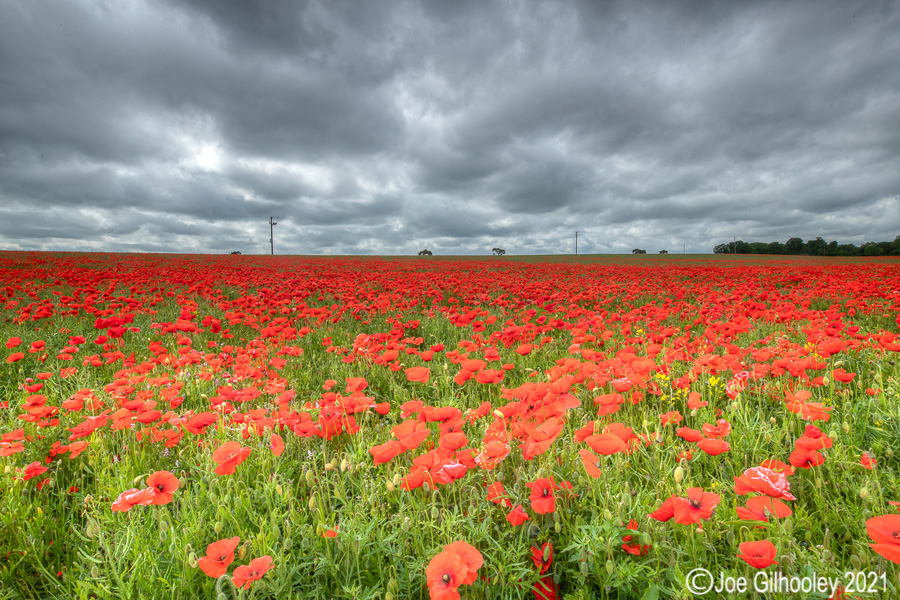 Poppy Field - Poltonhall Midlothian Poppy Field - Poltonhall Midlothian