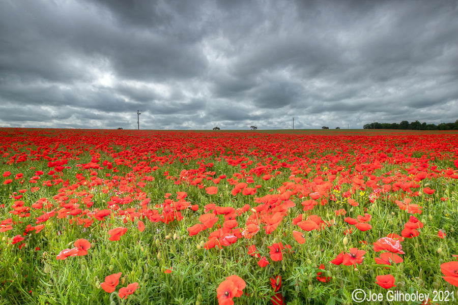 Poppy Field - Poltonhall Midlothian Poppy Field - Poltonhall Midlothian