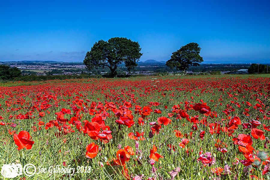 Poppy Field - Crawlees Road, Newtongrange