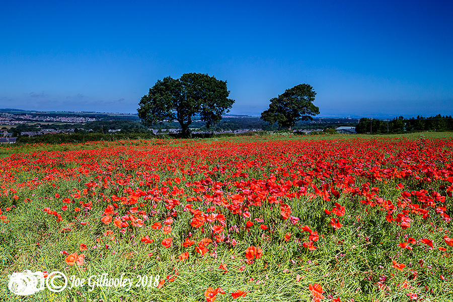 Poppy Field - Crawlees Road, Newtongrange