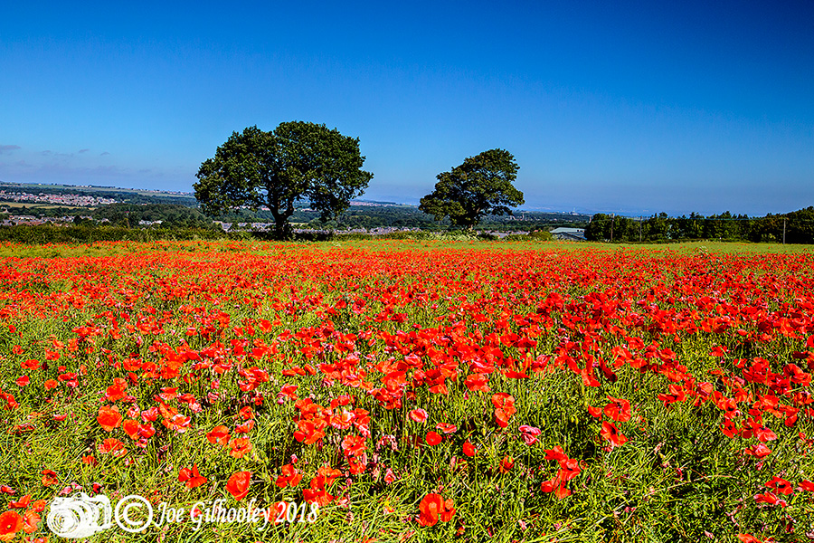 Poppy Field - Crawlees Road, Newtongrange