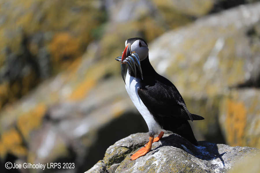 Puffins Isle of May