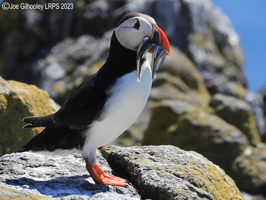 Puffins Isle of May