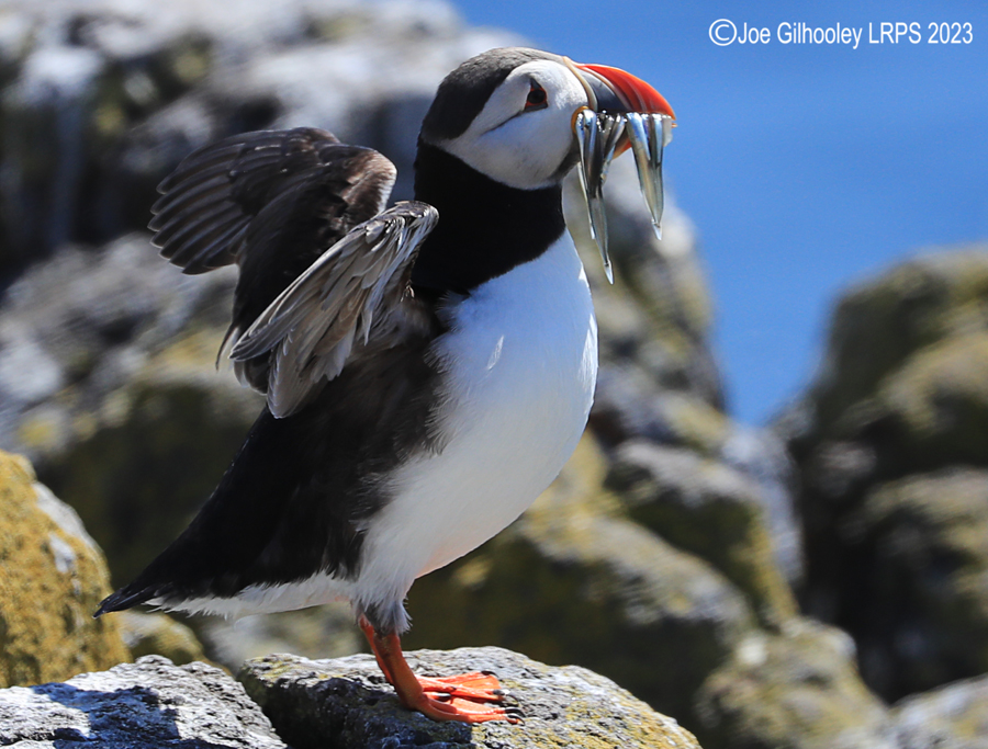 Puffins Isle of May