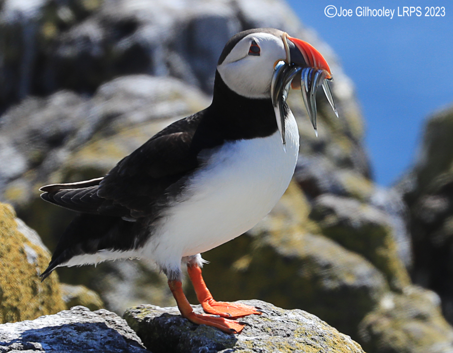 Puffins Isle of May