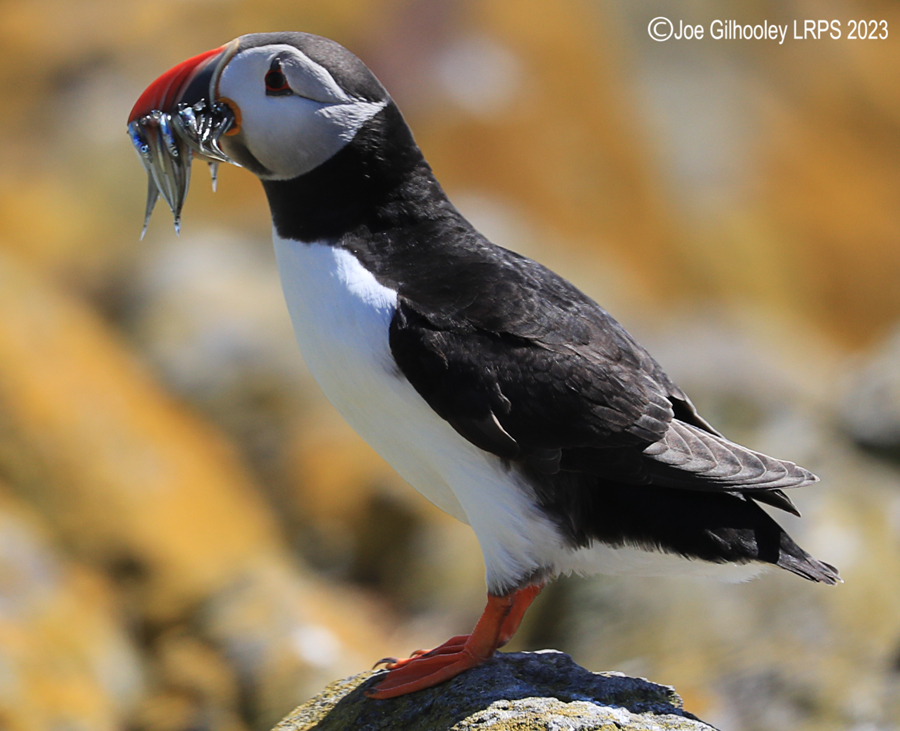 Puffins Isle of May