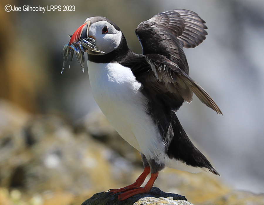 Puffins Isle of May