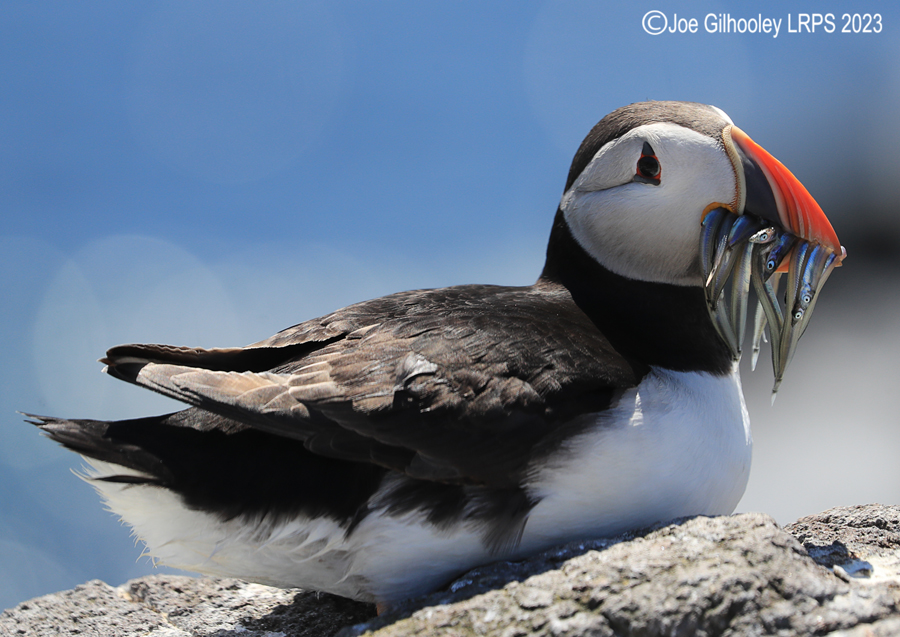 Puffins Isle of May