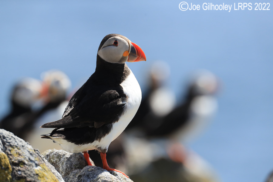 Puffins Isle of May Puffins Isle of May