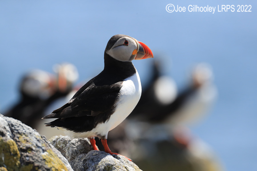 Puffins Isle of May Puffins Isle of May
