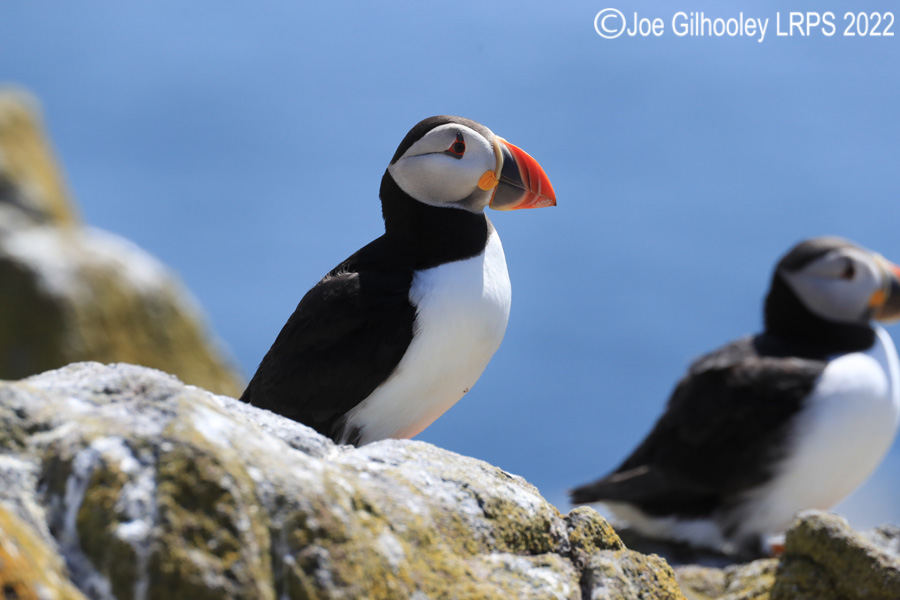 Puffins Isle of May Puffins Isle of May