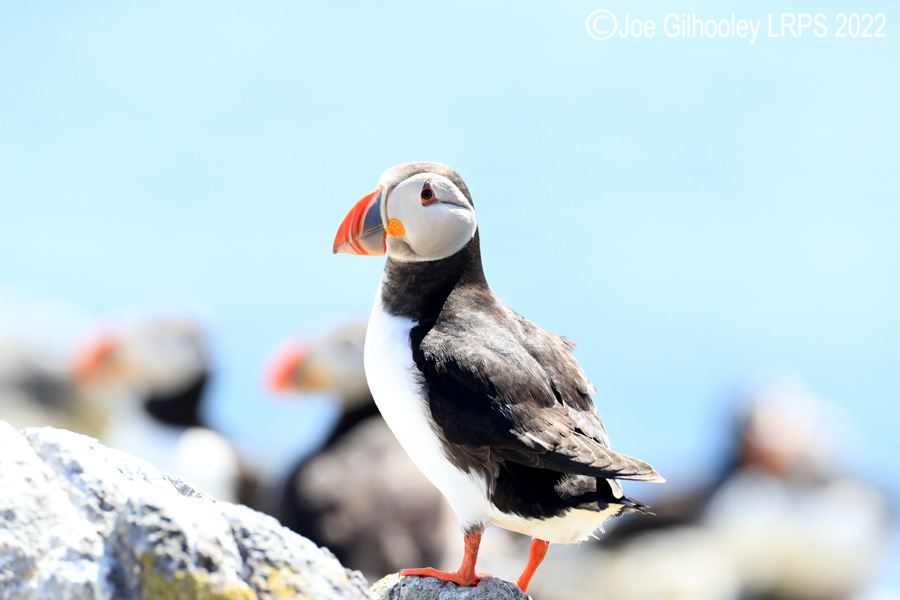 Puffins Isle of May Puffins Isle of May