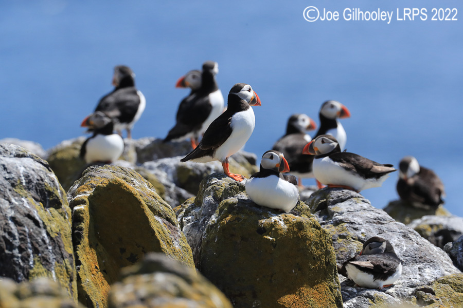 Puffins Isle of May Puffins Isle of May