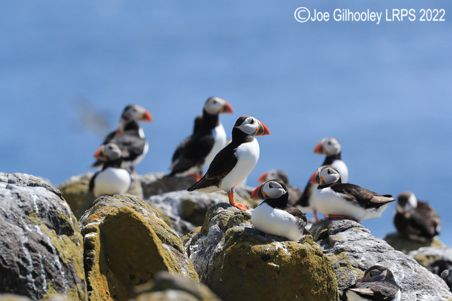 Puffins Isle of May Puffins Isle of May