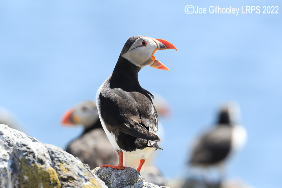 Puffins Isle of May Puffins Isle of May
