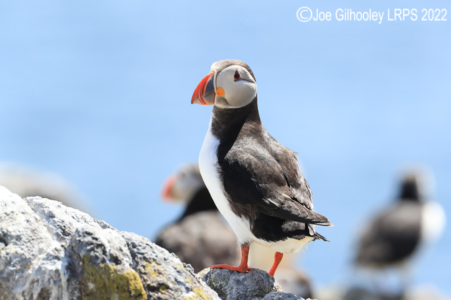 Puffins Isle of May Puffins Isle of May
