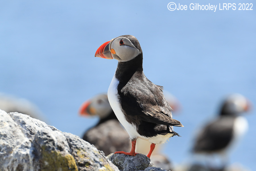 Puffins Isle of May Puffins Isle of May