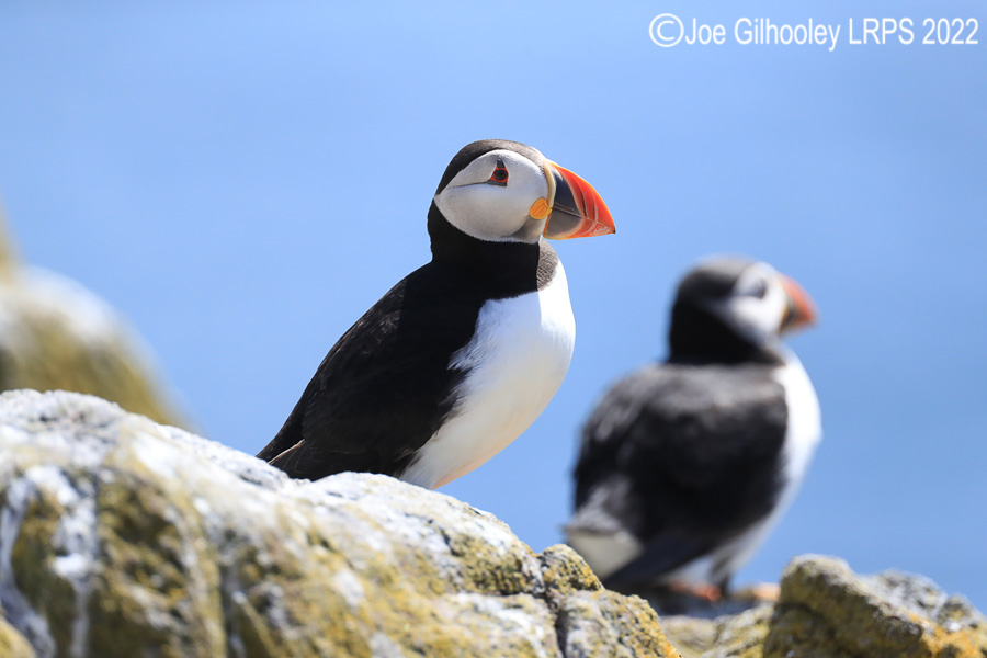 Puffins Isle of May Puffins Isle of May
