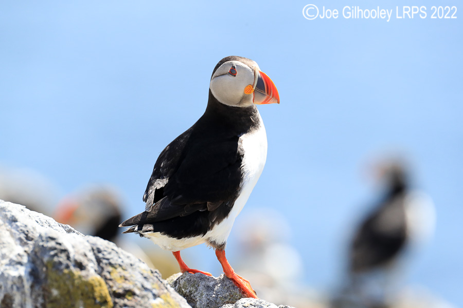 Puffins Isle of May Puffins Isle of May