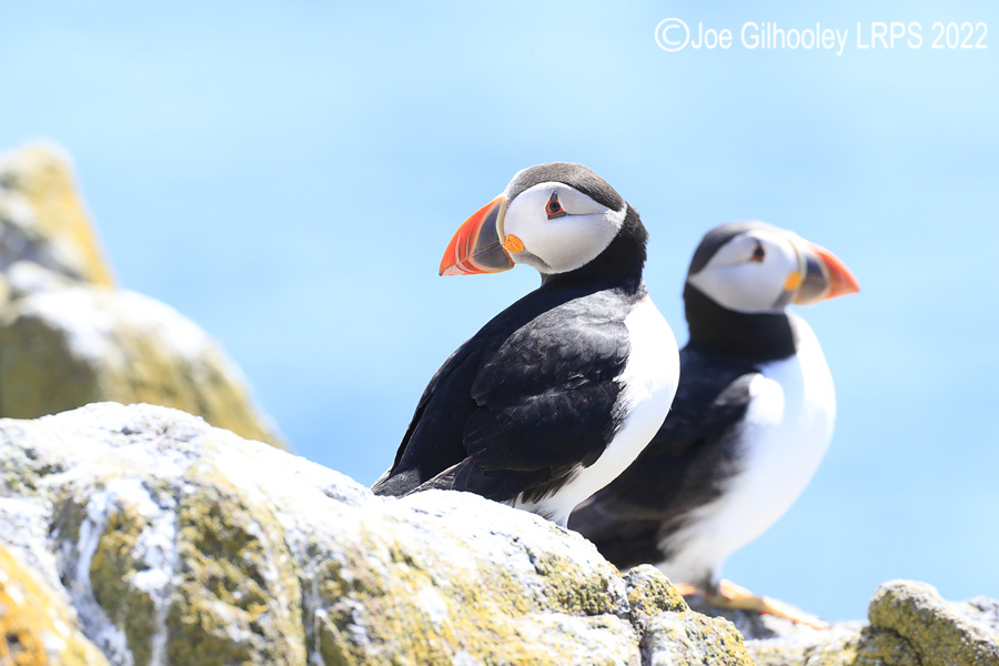 Puffins Isle of May Puffins Isle of May