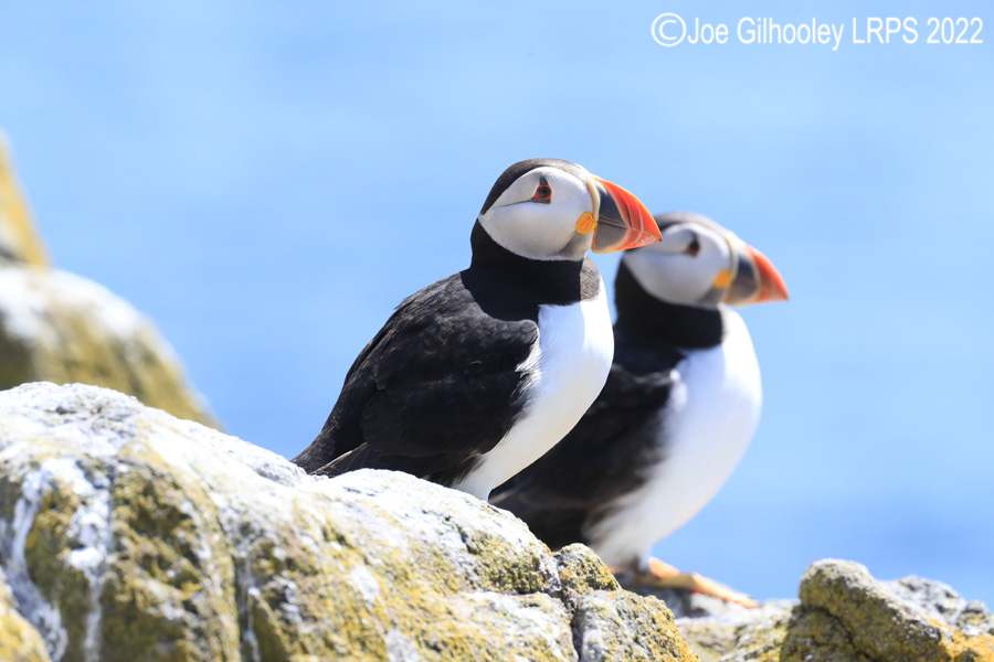 Puffins Isle of May Puffins Isle of May