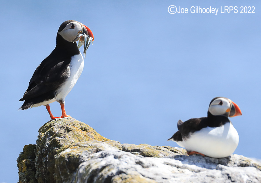 Puffins Isle of May Puffins Isle of May