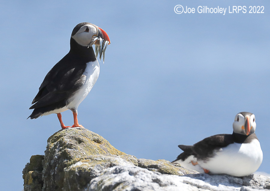 Puffins Isle of May Puffins Isle of May