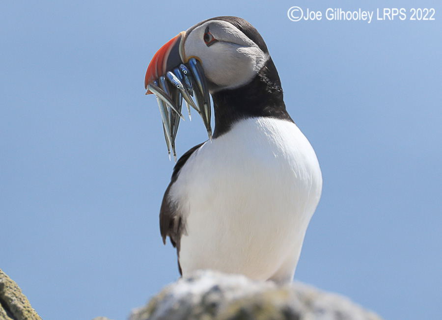 Puffins Isle of May Puffins Isle of May