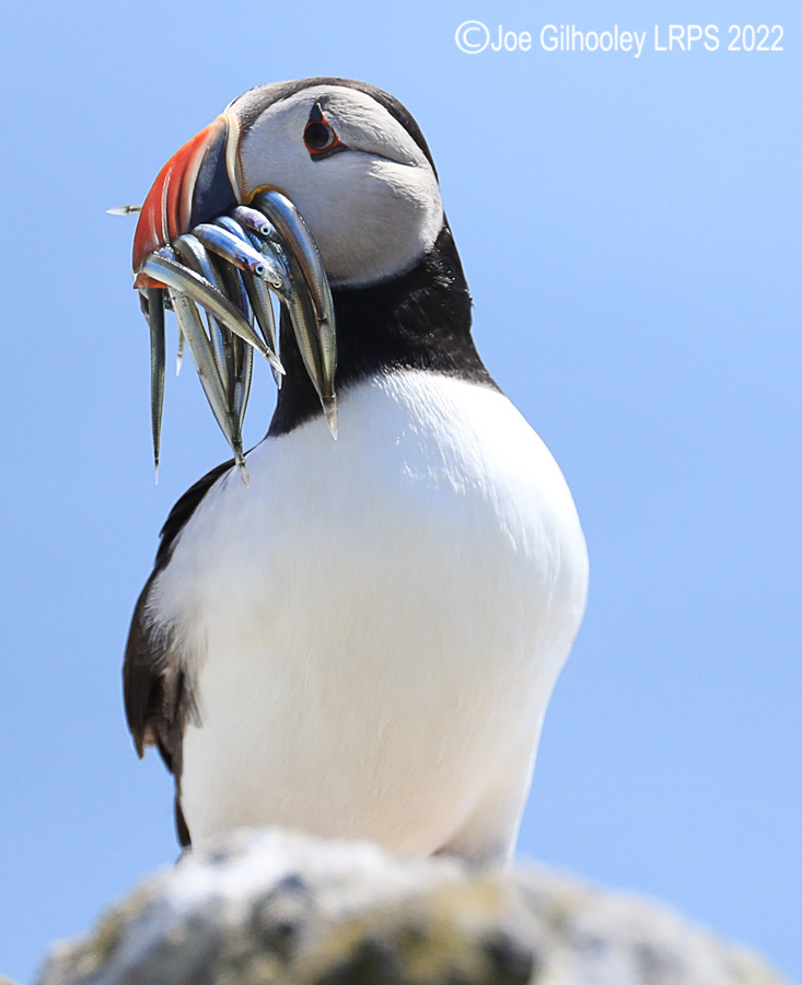 Puffins Isle of May Puffins Isle of May