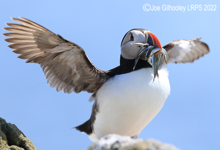 Puffins Isle of May Puffins Isle of May