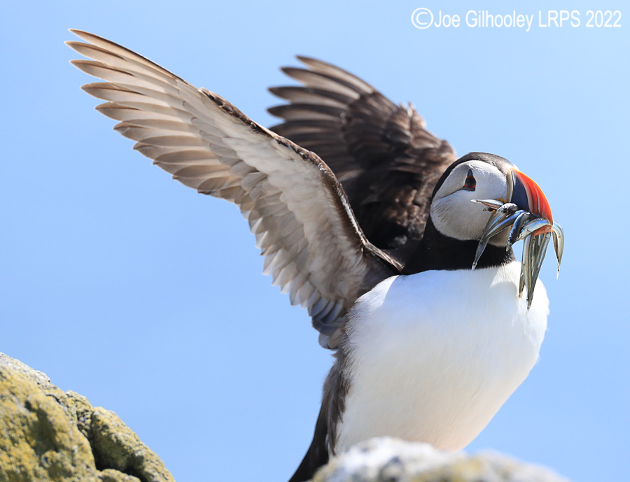 Puffins Isle of May Puffins Isle of May