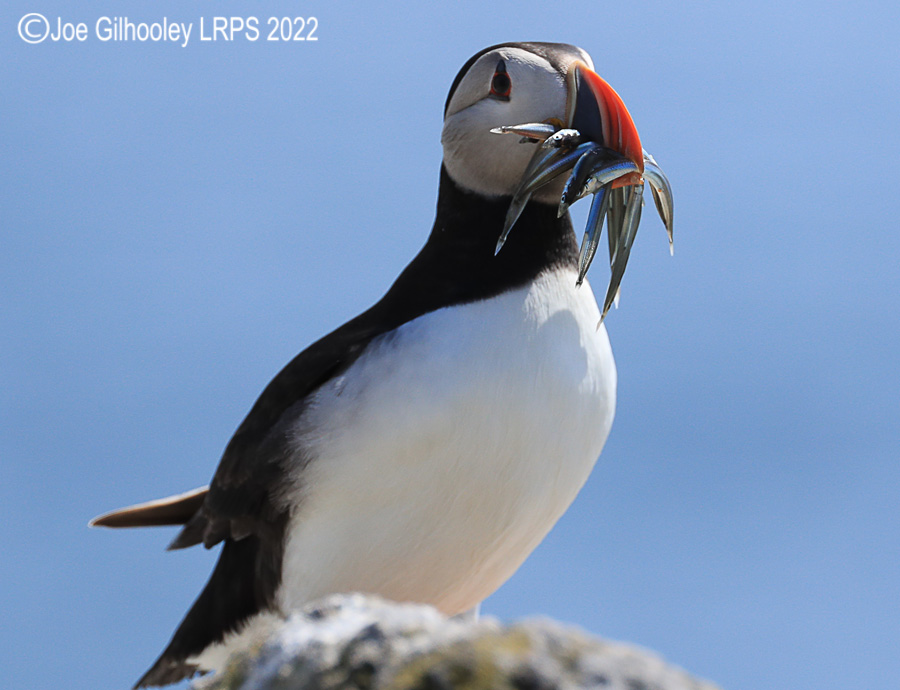 Puffins Isle of May Puffins Isle of May