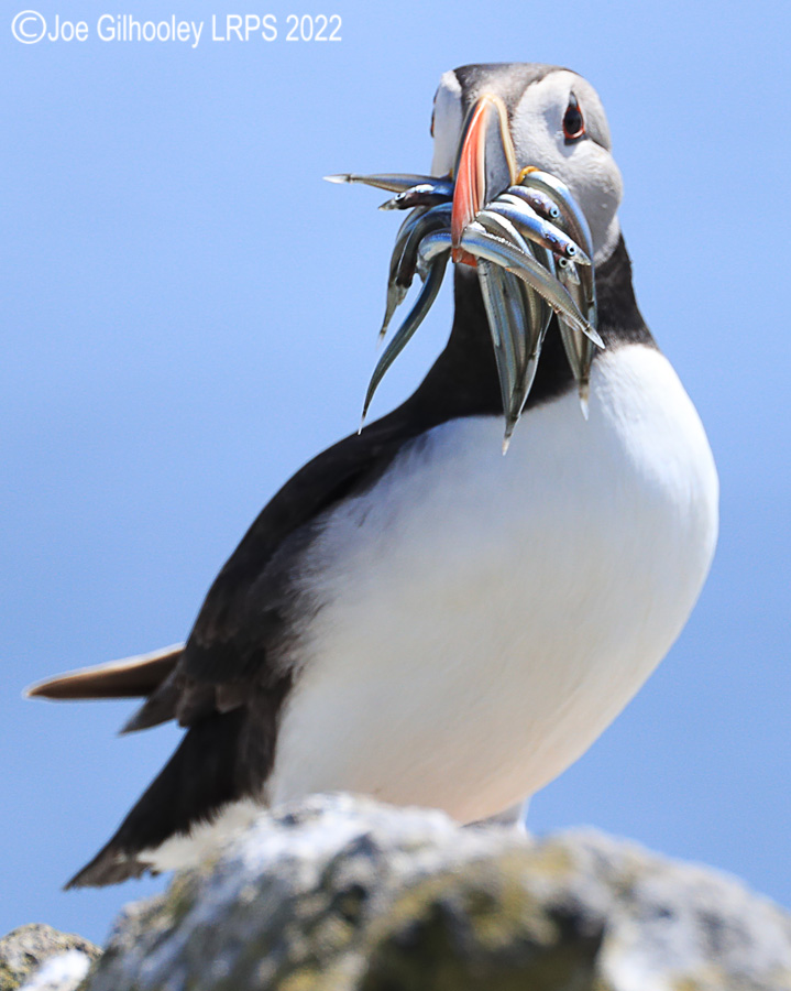 Puffins Isle of May Puffins Isle of May