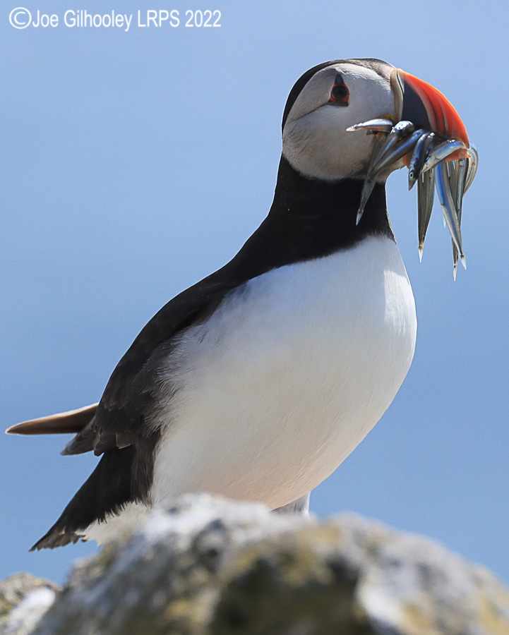 Puffins Isle of May Puffins Isle of May