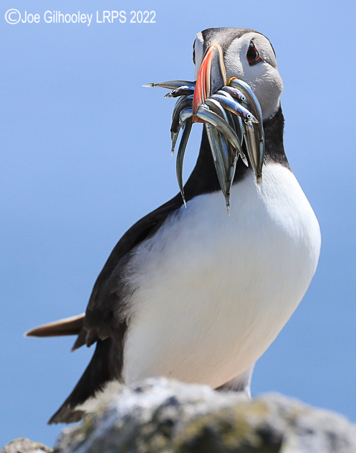 Puffins Isle of May Puffins Isle of May