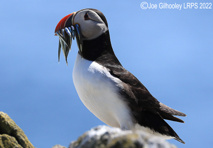 Puffins Isle of May Puffins Isle of May