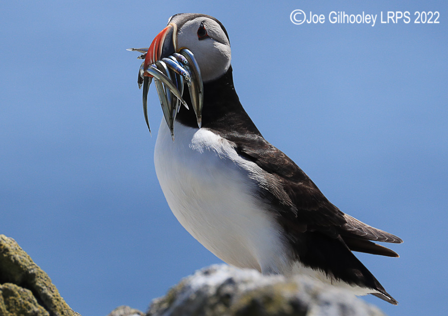 Puffins Isle of May Puffins Isle of May