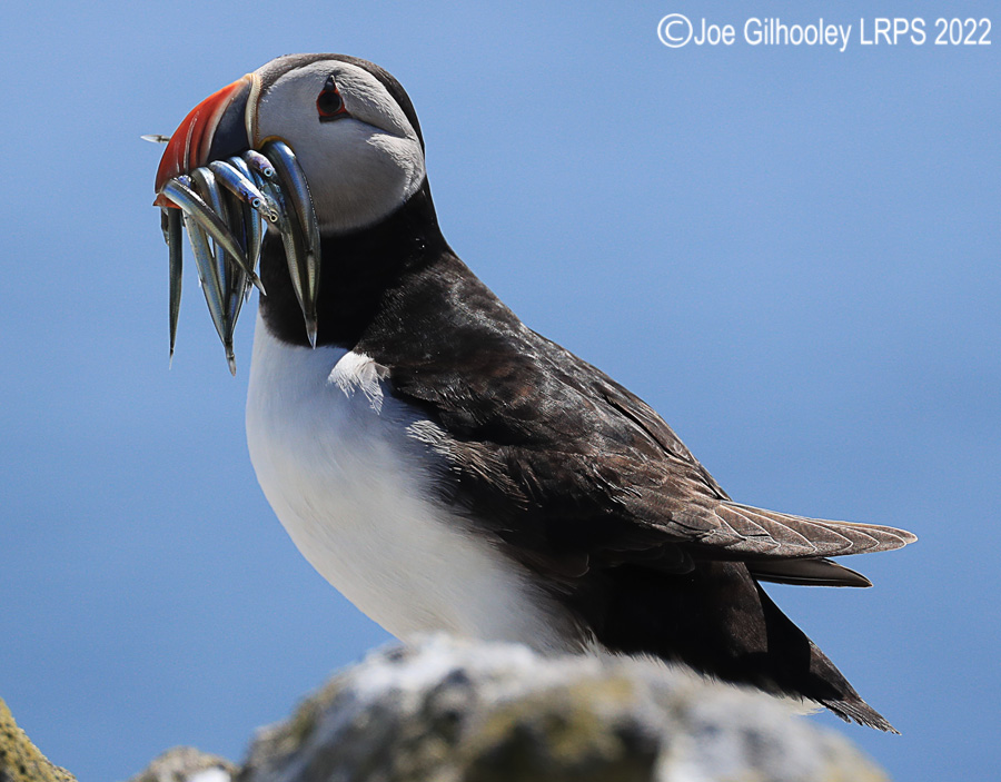 Puffins Isle of May Puffins Isle of May