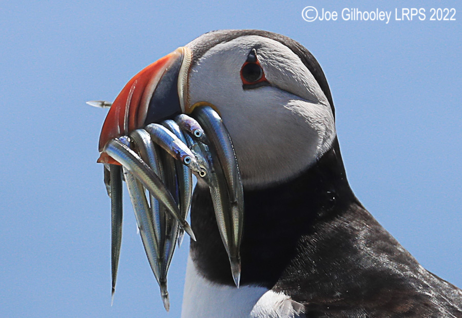 Puffins Isle of May Puffins Isle of May