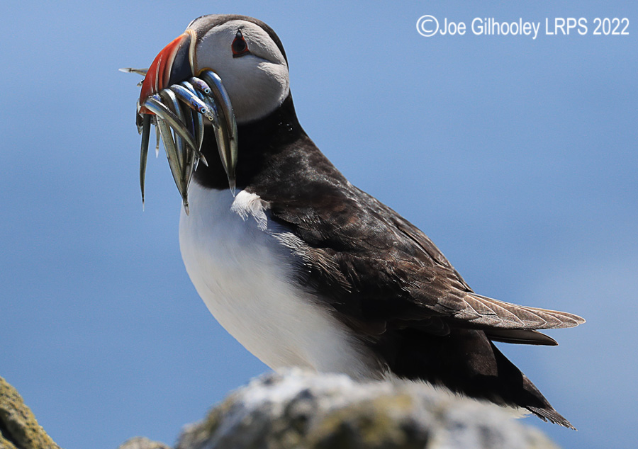 Puffins Isle of May Puffins Isle of May