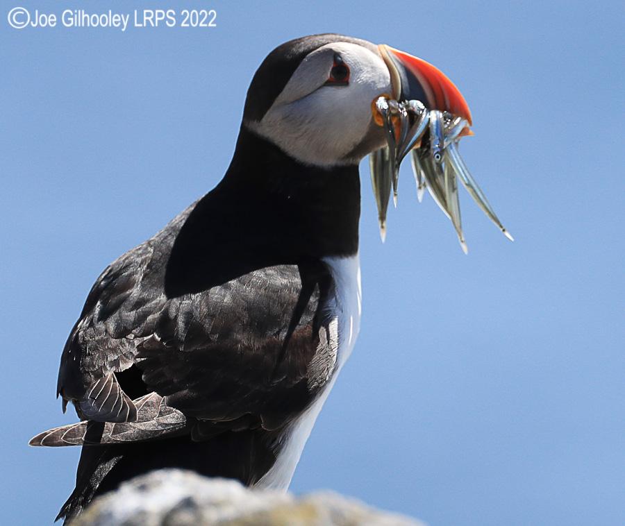 Puffins Isle of May Puffins Isle of May