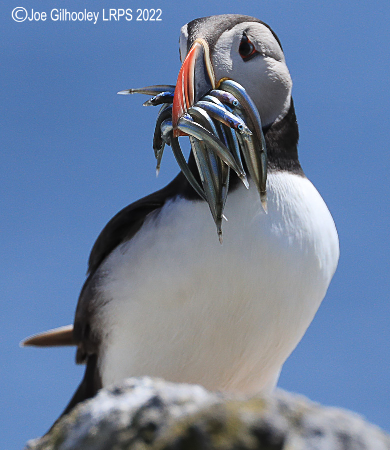 Puffins Isle of May Puffins Isle of May