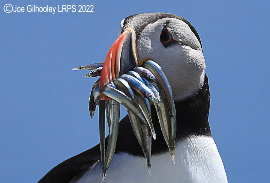 Puffins Isle of May Puffins Isle of May