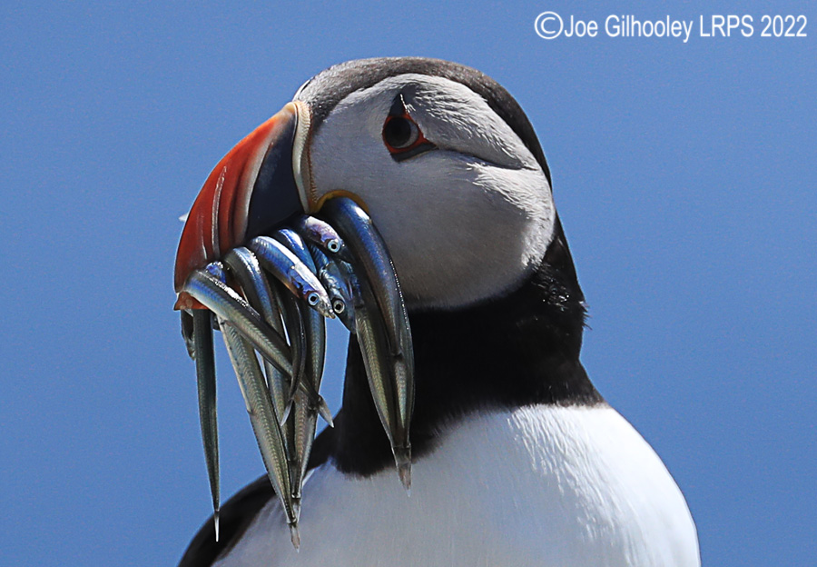 Puffins Isle of May Puffins Isle of May