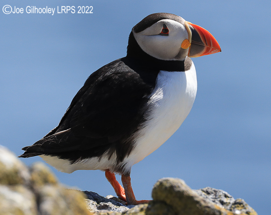 Puffins Isle of May Puffins Isle of May