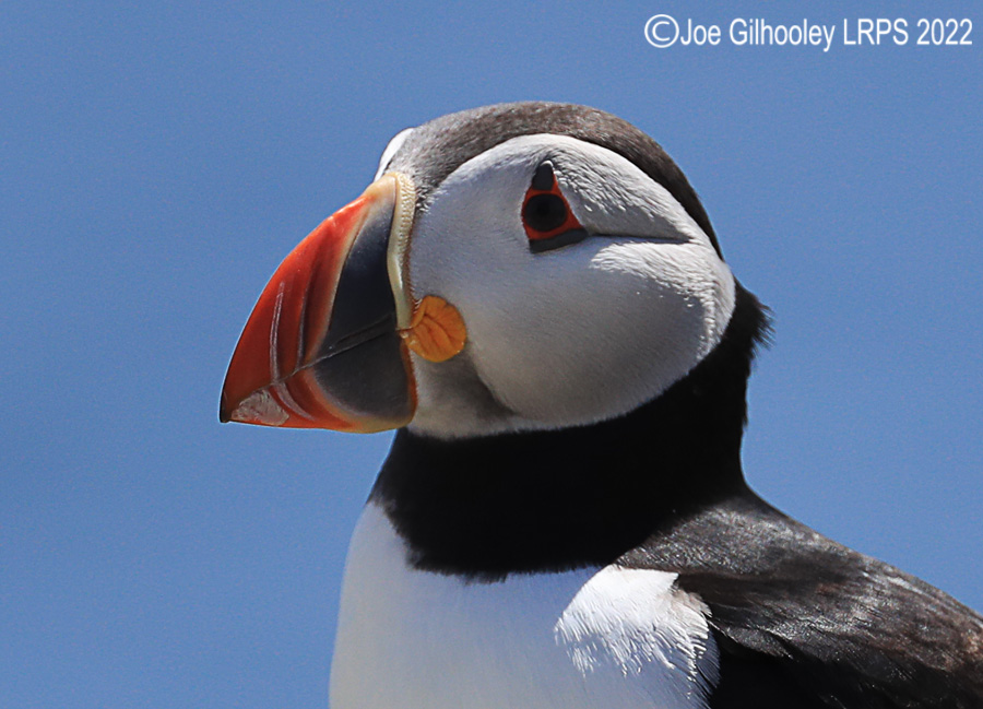 Puffins Isle of May Puffins Isle of May