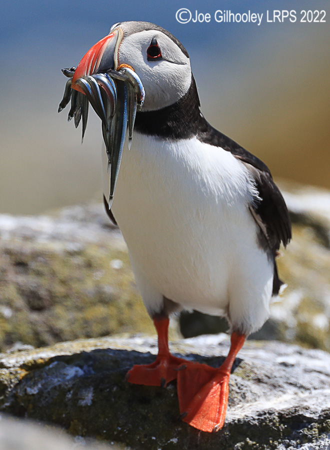 Puffins Isle of May Puffins Isle of May