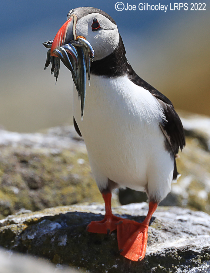 Puffins Isle of May Puffins Isle of May