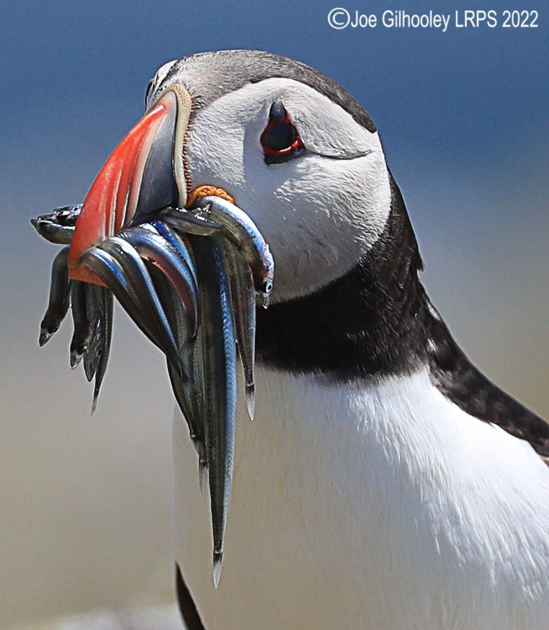 Puffins Isle of May Puffins Isle of May