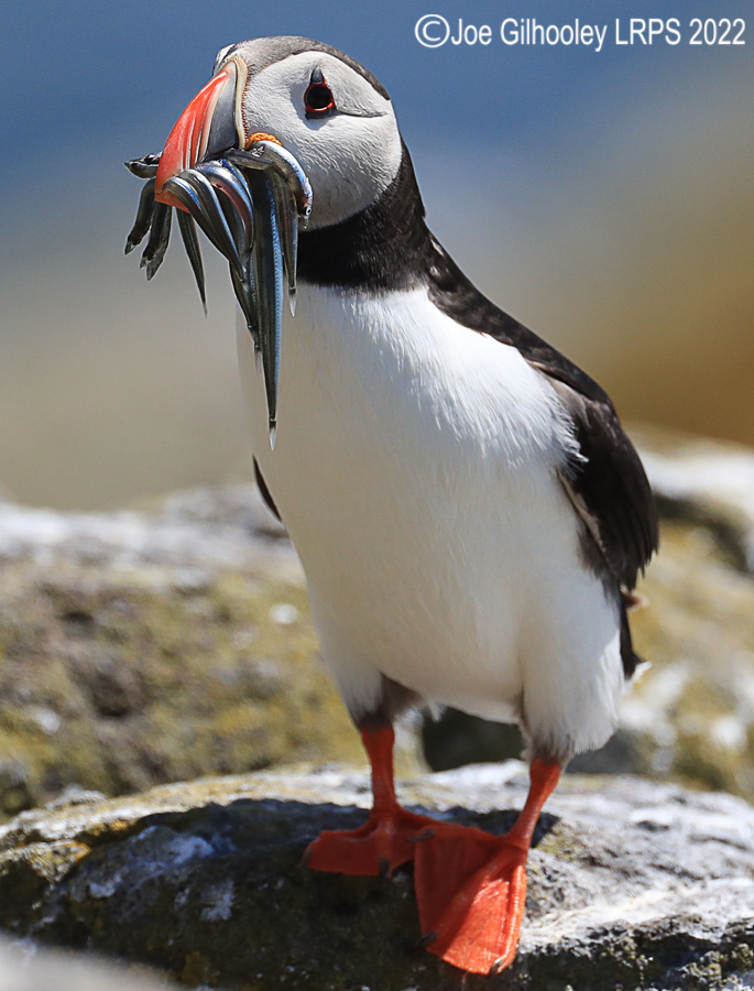 Puffins Isle of May Puffins Isle of May